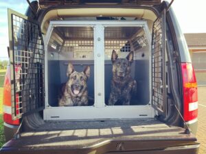 Two working security dogs in the back of a car